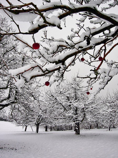 004-Grossvaters Streuobstgarten im-Winter.jpg