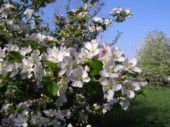 002-Apfelblüten.jpg