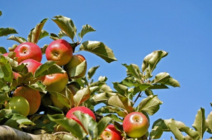 Äpfel zum selbstpflücken